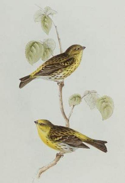 Nom scientifique : Serinus serinus